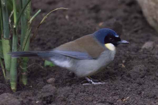 Geelkeel Gaailijster