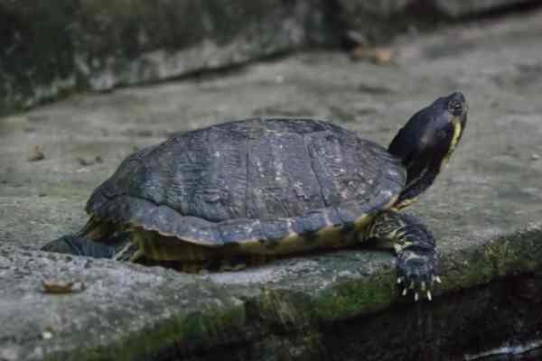 Geelwangschildpad