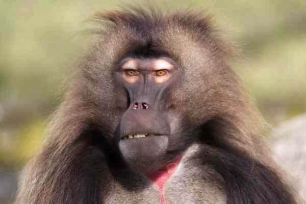 Gelada