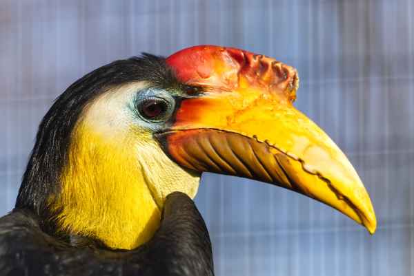 Gerib. neushoornvogel