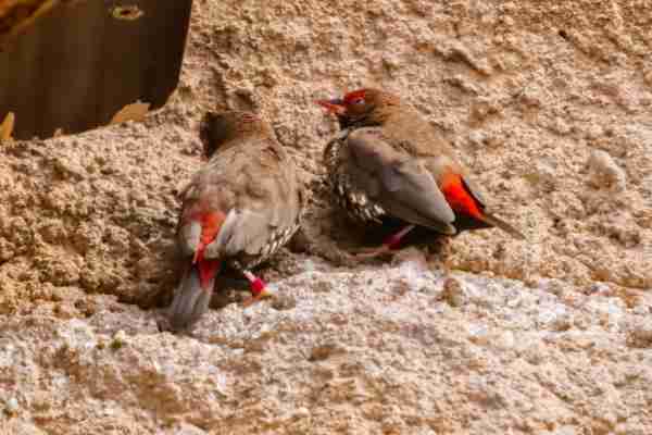 Geschilderde astrild