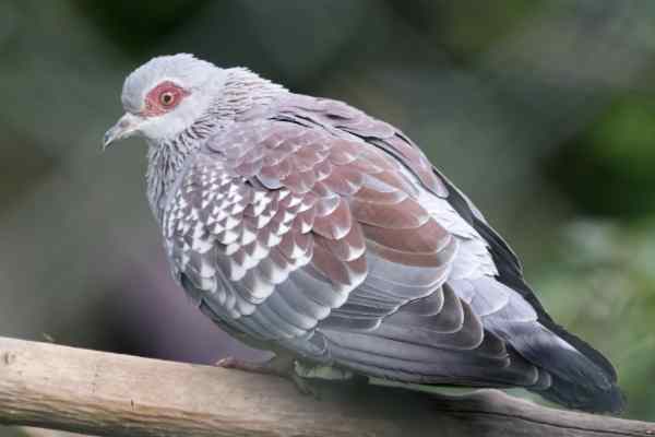 Gespikkelde duif