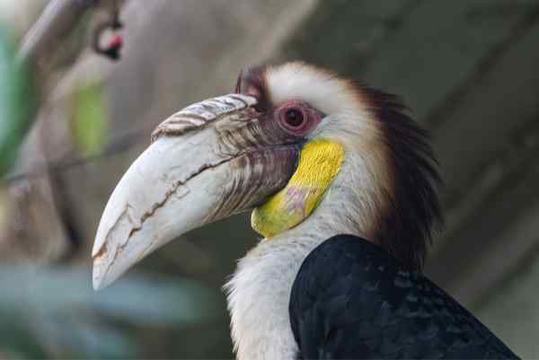 Gewone jaarvogel