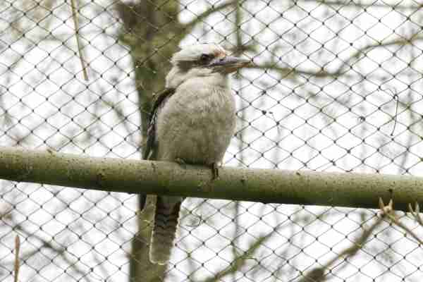 Gewone kookaburra