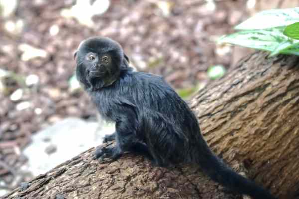 Goeldi tamarin