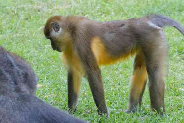 Goudbuikmangabey