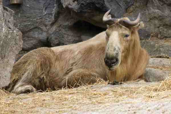 Gouden Takin