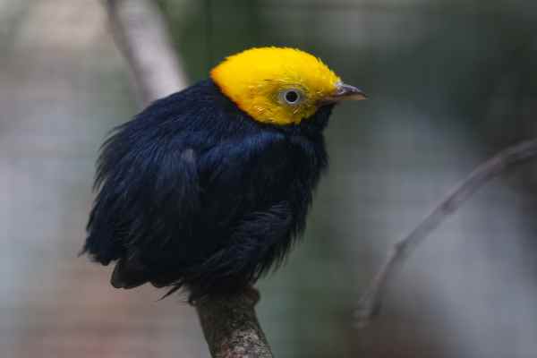 Goudkopmanakin