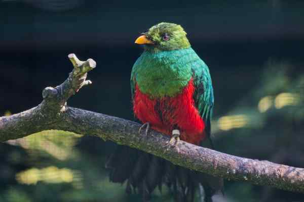 Goudkopquetzal