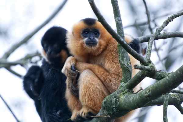 Goudwanggibbon