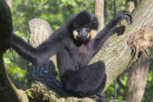 Goudwanggibbon