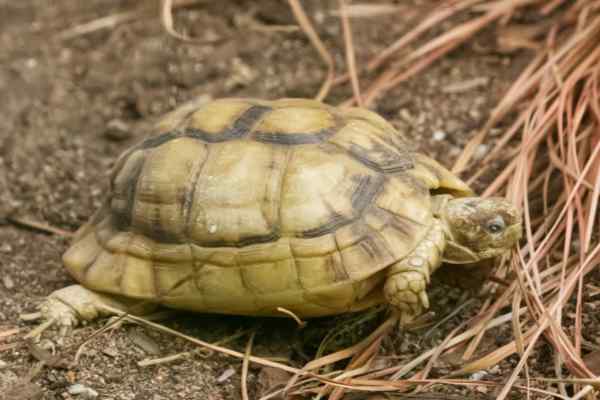 Griekse schildpad