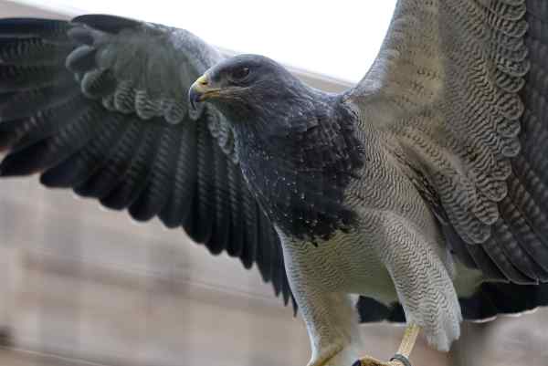 Grijze arendbuizerd