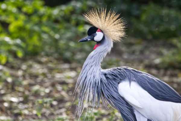 Kroonkraanvogel