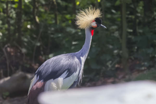 Kroonkraanvogel