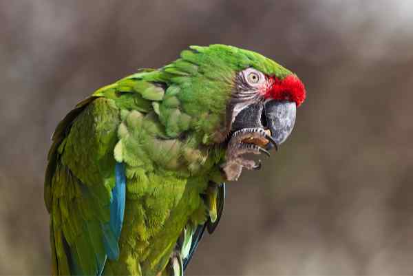 Groene ara