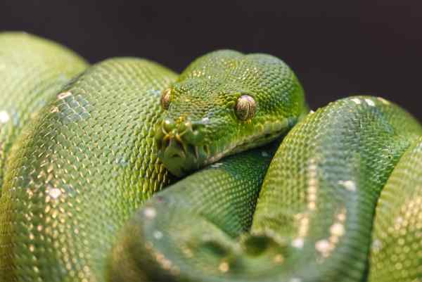 Groene boompython