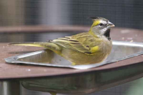 Groene kardinaal
