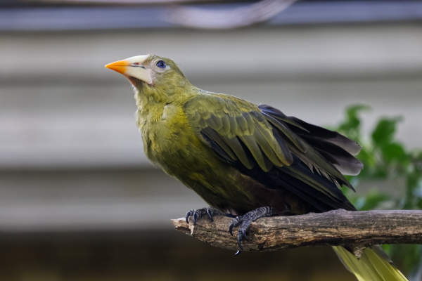 Groene oropendola