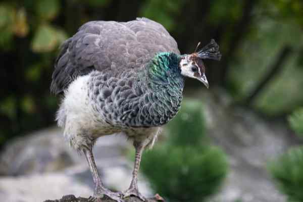 Groene pauw