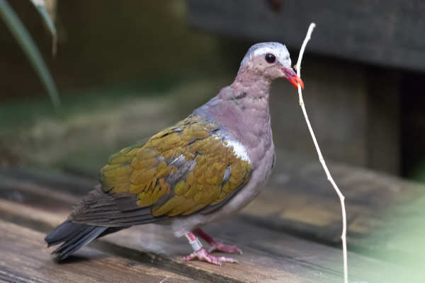 Groenvleugelduif