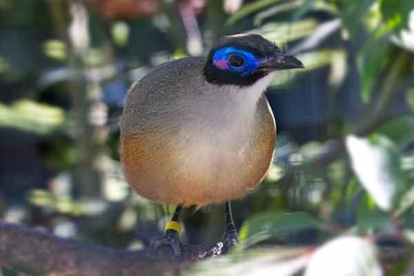 Grote Coua