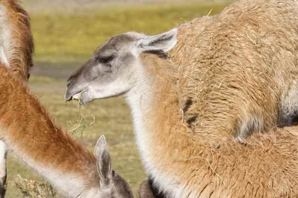 Guanaco