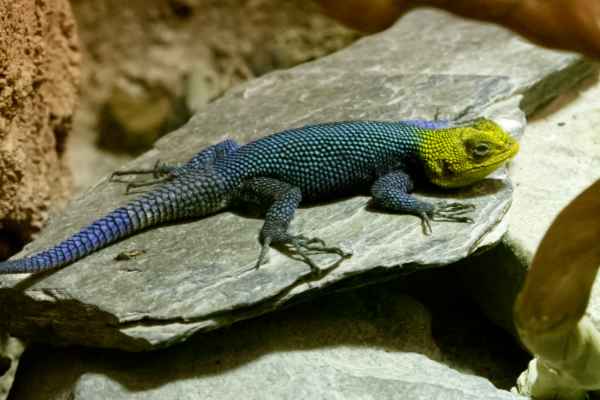 Guatemala stekelleguaan