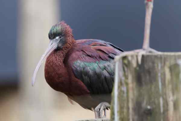 Hadada ibis