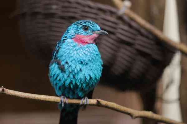 Halsbandcotinga