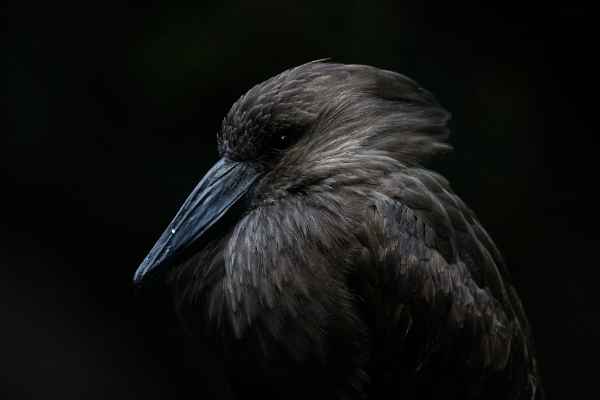 Hamerkop