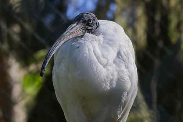 Heilige ibis