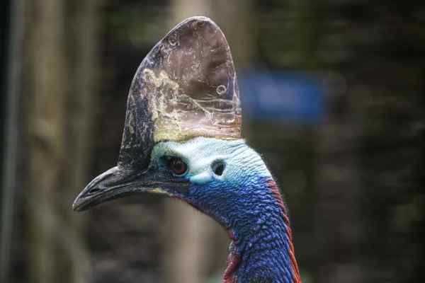 Helmkasuaris