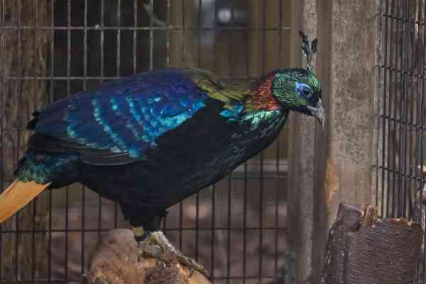 Himalaya glansfazant