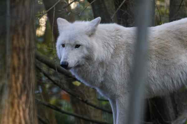 Hudson Bay wolf
