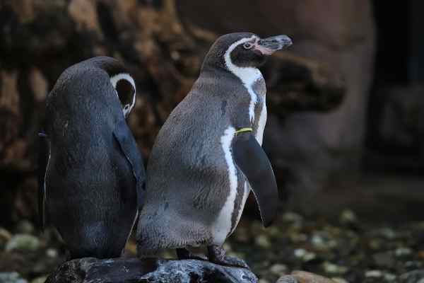 Humboldt pinguïn