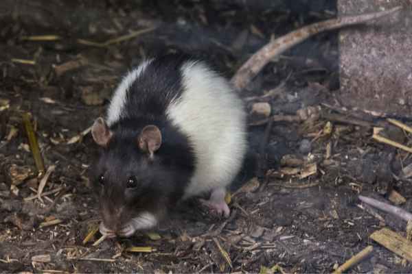 Husky rat