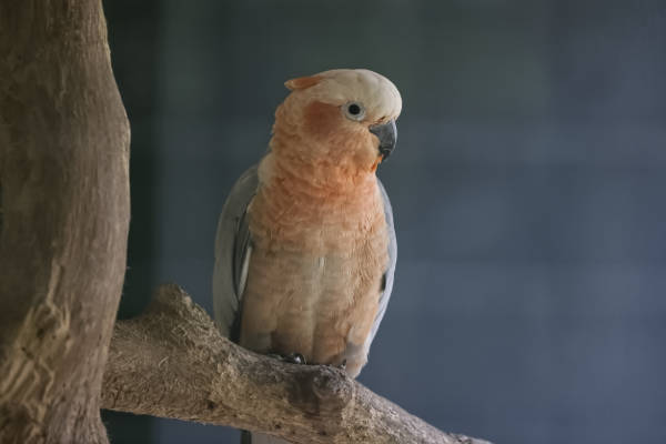 Hybride kakatoe