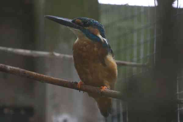 IJsvogel
