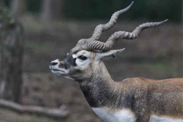 Indische antilope