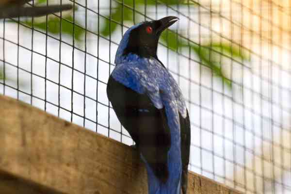 Indische blauwrug