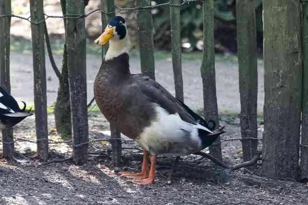 Indische loopeend