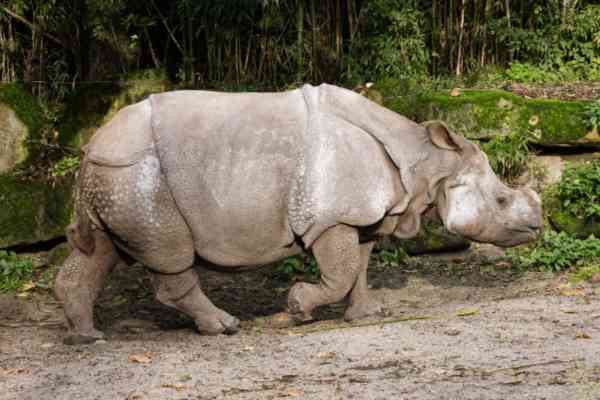 Indische neushoorn