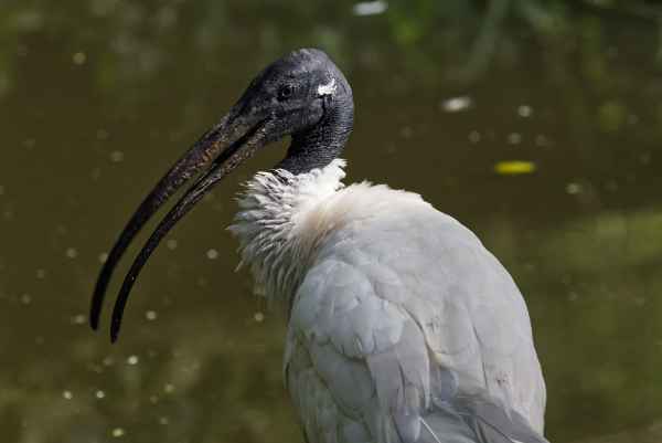 Indische witte ibis