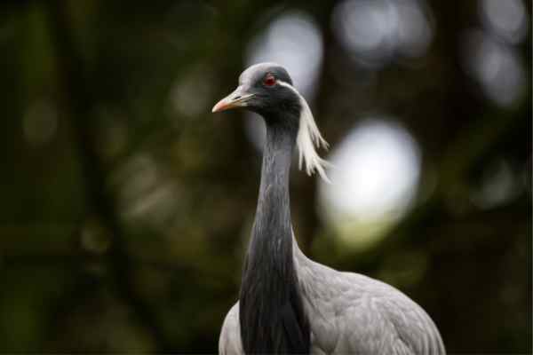 Jufferkraanvogel