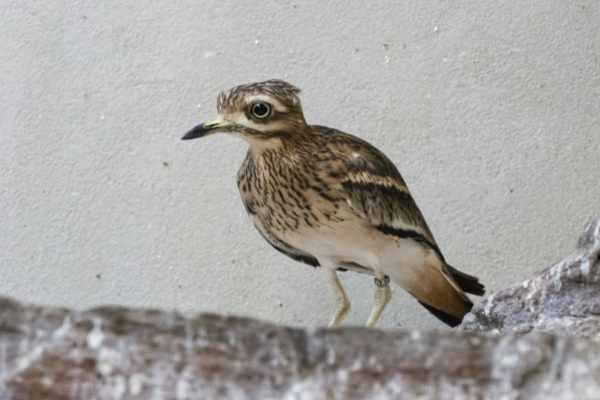 Kaapse griel