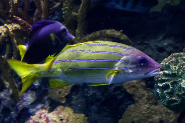 Kasmira-snapper