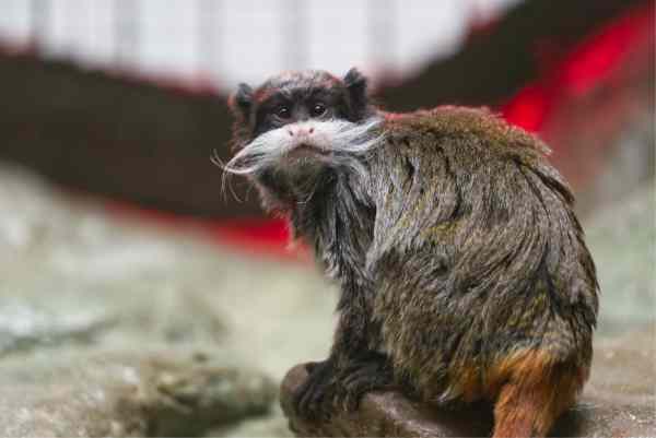 Keizertamarin