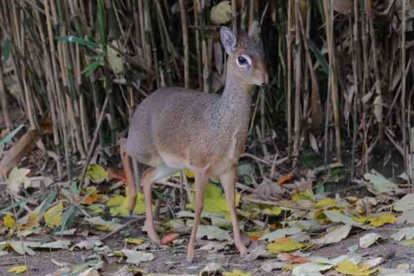 Kirks dikdik