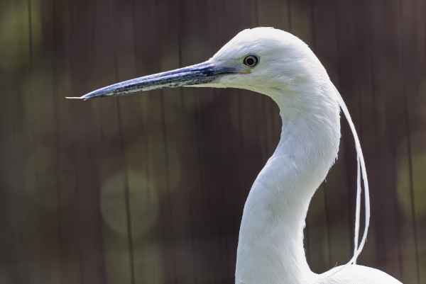 Kleine zilverreiger